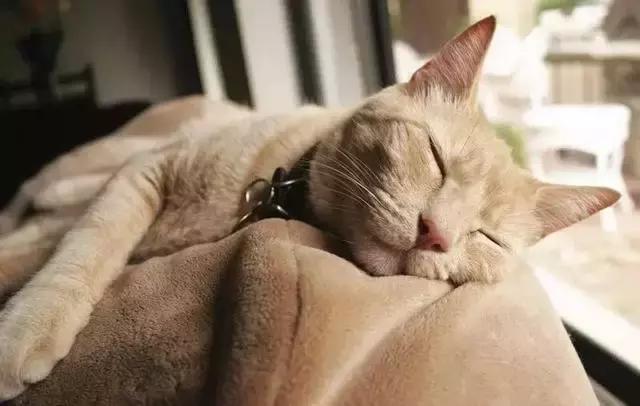 带猫这样玩才过瘾！史上最全遛猫攻略越看越爽