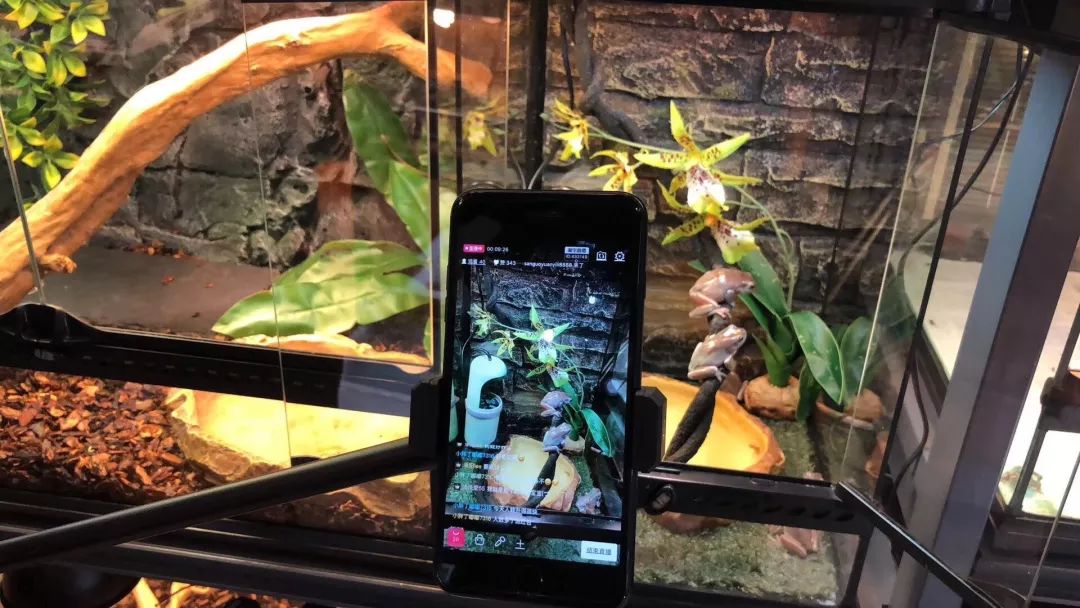 他从小玩爬虫，继承香港金鱼街“祖师爷”衣钵，靠卖爬虫配件发家