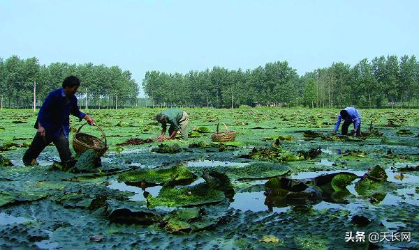 春游江淮请您来安庆,春游江淮请您来界首