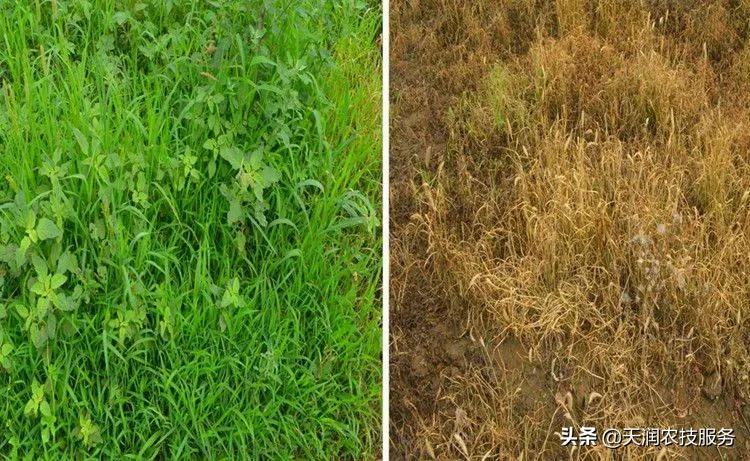 草铵膦跟草甘膦哪个除野草效果好,草甘膦和草铵膦灭大树哪个效果好