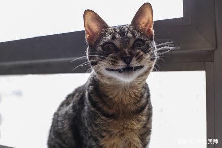 猫得了抑郁症，如何治疗？