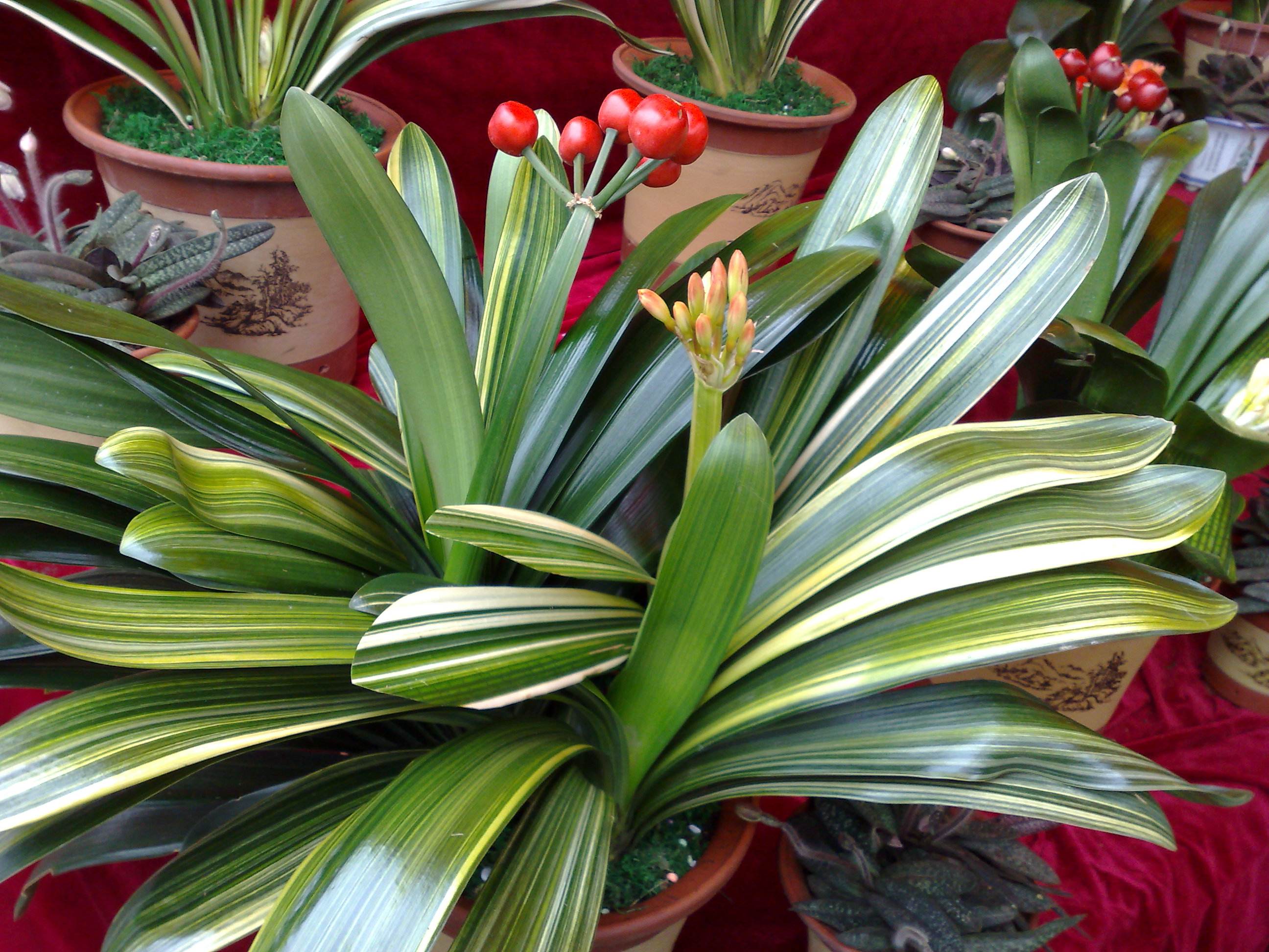 君子兰叶子长歪了怎么处理,君子兰的叶子长歪了如何矫正