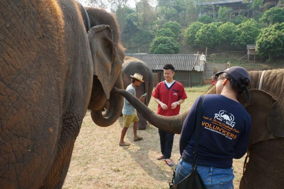 清迈大象义工,清迈大象救助营
