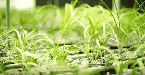 每日一品中国兰花图片,每日一品全文