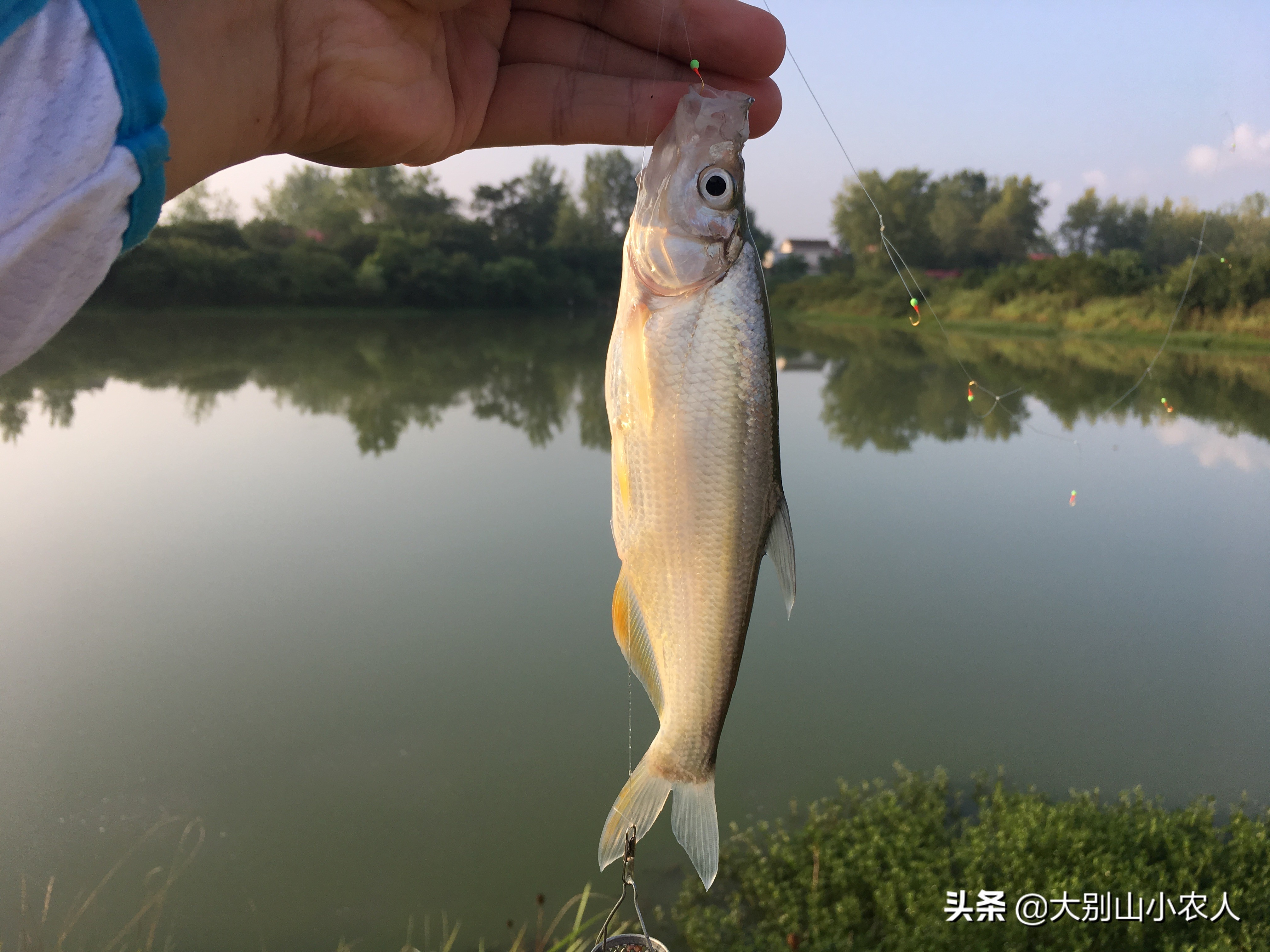 野钓翘嘴的正确方法与技巧,池塘浅水钓翘嘴最好方法