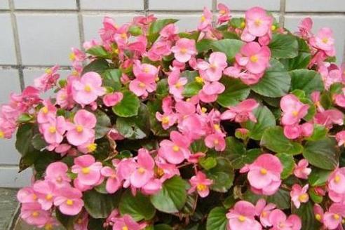 四季海棠养殖方法和扦插最佳时间,四季海棠扦插生根后多久可以移栽