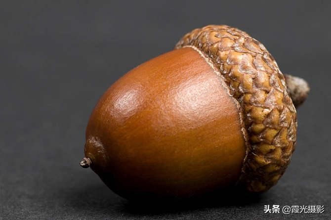 松鼠最爱吃什么橡子果,松鼠最爱的橡果