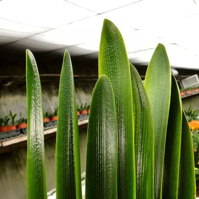 君子兰秋天怎样施肥怎样管理,君子兰浇水干透浇透是否正确