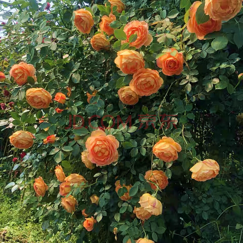 无刺四季开花藤本月季品种有哪些,耐热又耐寒的藤本月季有哪些品种