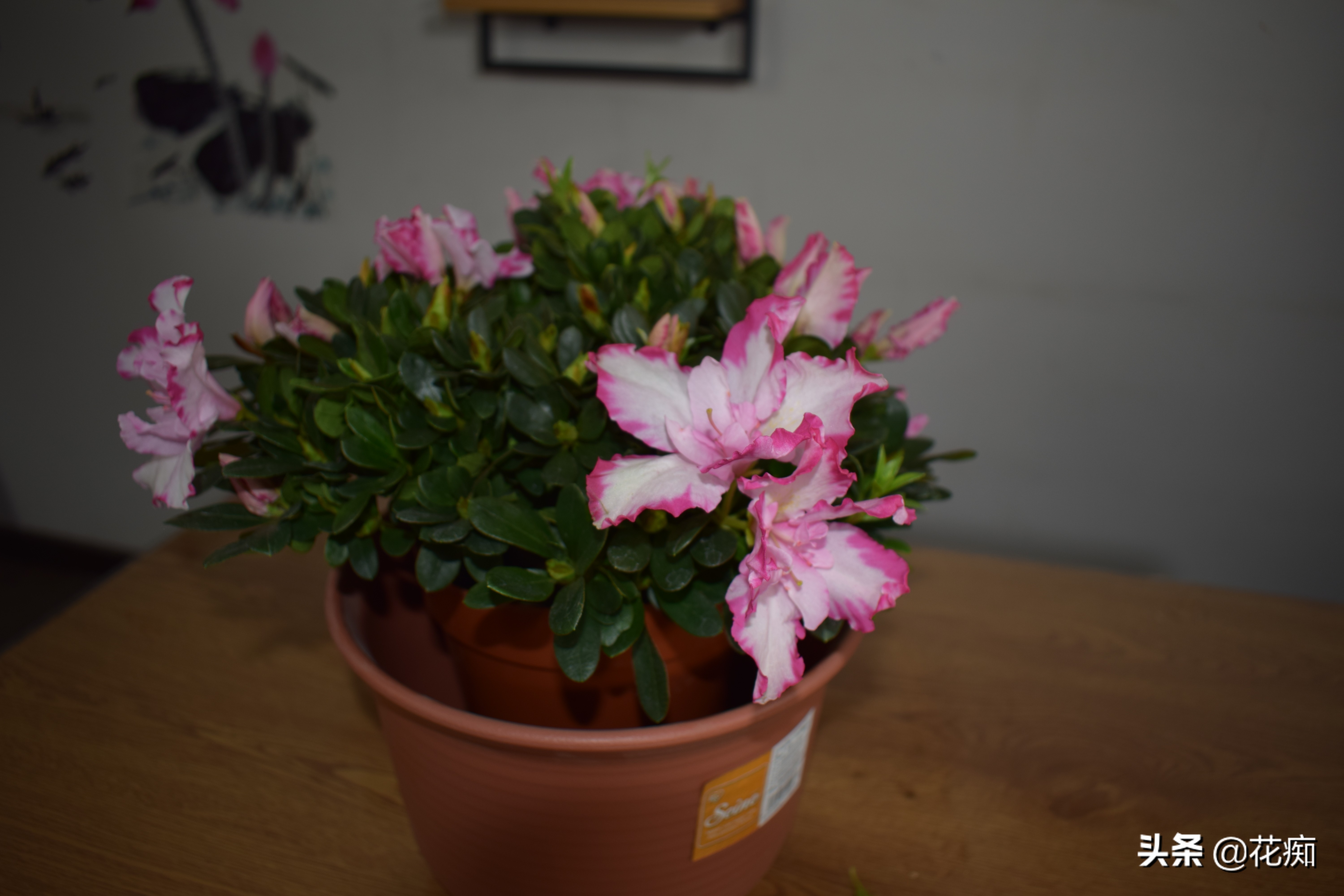 杜鹃花干枝处理方法,杜鹃花干叶掉落该用啥肥