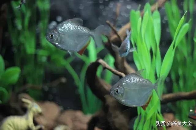 电视柜养鱼,电视柜旁边养鱼好不好