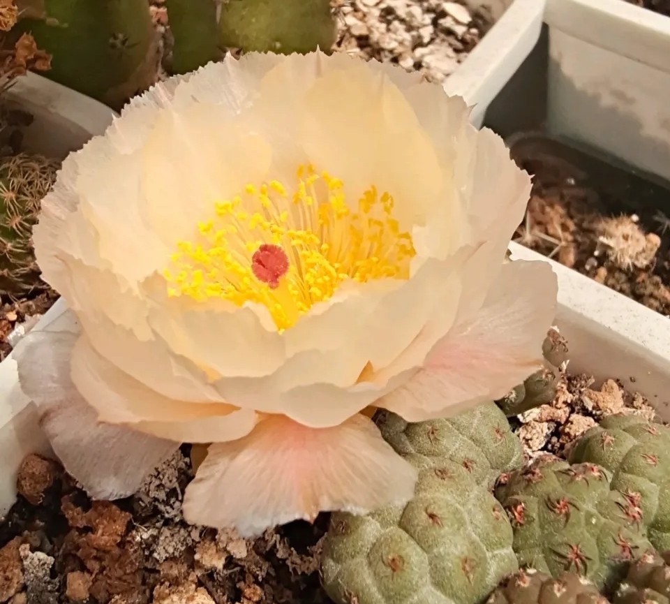 太极莲仙人球,狂莲仙人球