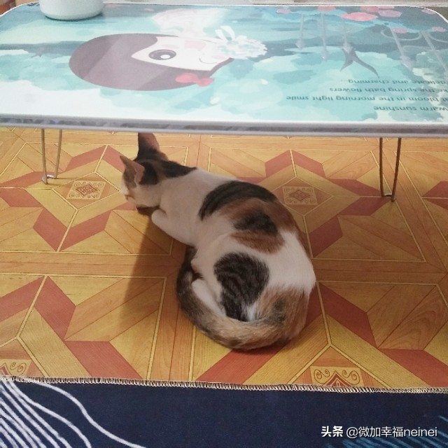 猫记|丢丢治愈了我