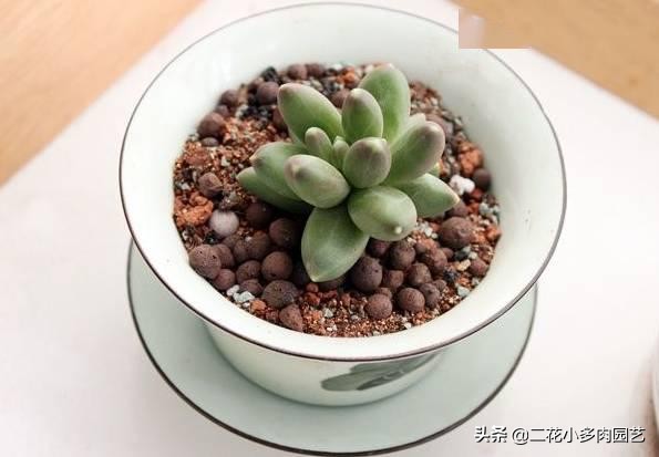 365种·常见花卉图谱，观果和多肉植物收藏篇