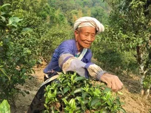 鍏ぇ鑼跺北绉戞櫘,浜戝崡鍏ぇ鑼跺北浠嬬粛