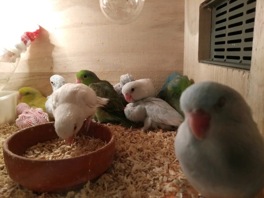 致每一位鹦鹉主人的一封信:想养鹦鹉必看的一篇文章|总结十年