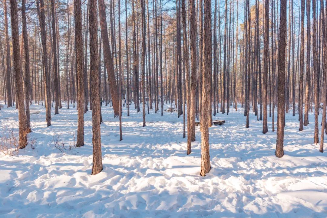 当芬兰童话遇见北欧森林：零下40℃的中国“北极”，美炸了