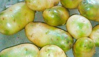 马铃薯怎么预防发芽,马铃薯发绿是什么原因