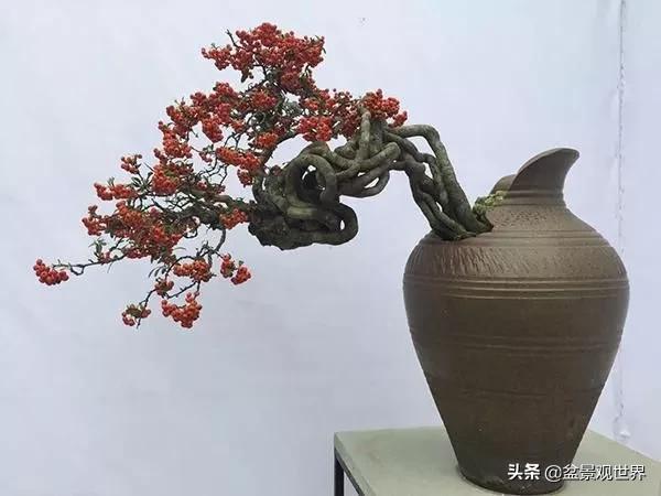 金弹子来芽后怎么管理,金弹子芽接的正确方法
