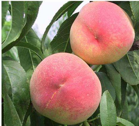 理综学霸必背口诀,高考学霸分享理综答题顺序