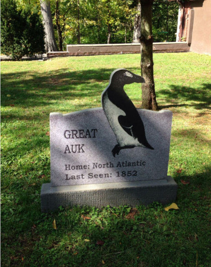 被西方殖民者杀到灭绝的动物,欧洲殖民者灭绝的动物