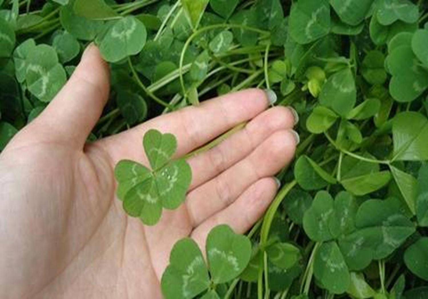 芹菜大棚种植技术和方法,温室种植芹菜有哪些科学育苗方法