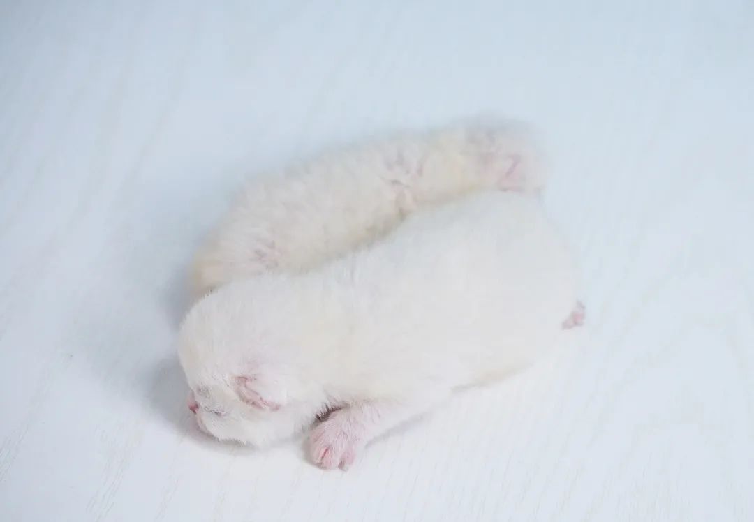 猫宫庄园,奶猫必备营养