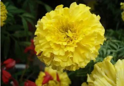 有兰花的香,有兰花香的兰花