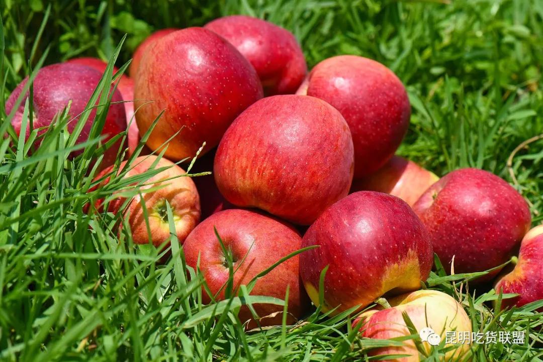 自驾29分钟到，昆明边大片红将军成熟可摘，1口糖心甜蜜又多汁