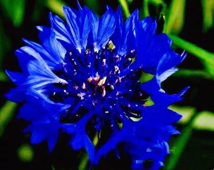 德国国花什么颜色的矢车菊,矢车菊国花