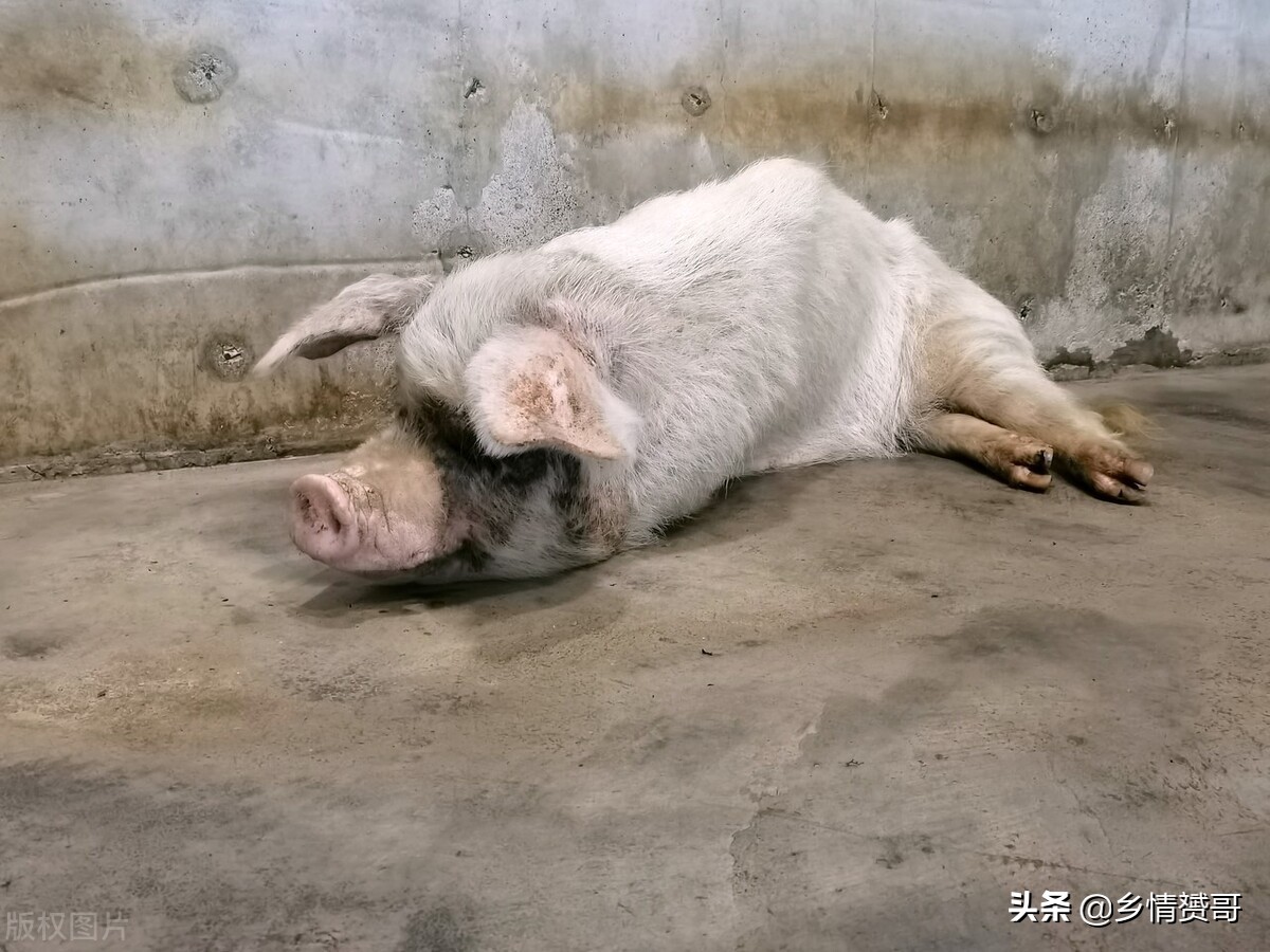 又到5.12，“猪坚强”不再坚强，忆那年农村