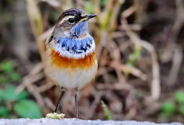 养鸟须知朗读,养鸟鹦鹉知识大全