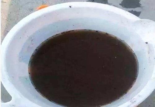 吊兰干了还能救活吗,吊兰干得快什么原因