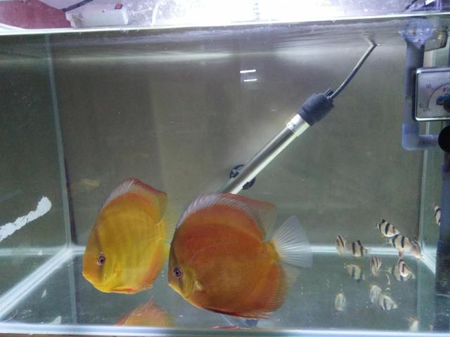 鱼缸出现大量小气泡,鱼缸里出现气泡是什么原因