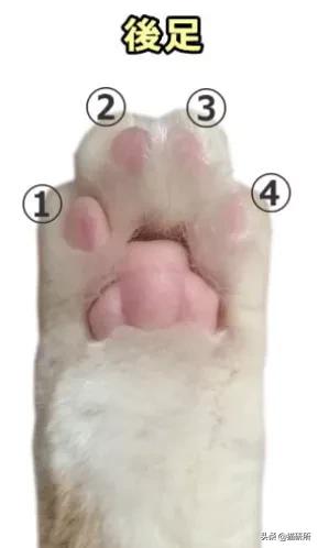 有关猫爪的小知识,关于猫爪的10个有趣的事实