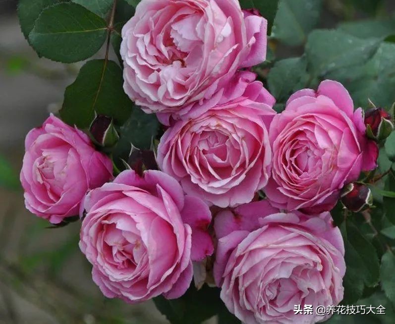 四季开花的月季又香又好养有几种,最漂亮10种盆栽月季