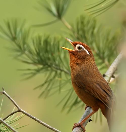 适合在家养的宠物鸟有哪些,不知道养什么观赏鱼