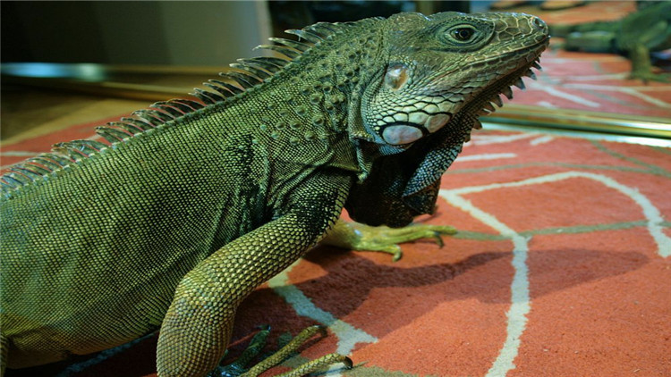 绿鬣蜥奄奄一息,绿鬣生病了