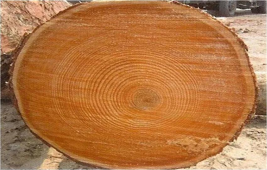 俄罗斯原产地落叶松,俄罗斯红松和落叶松价格