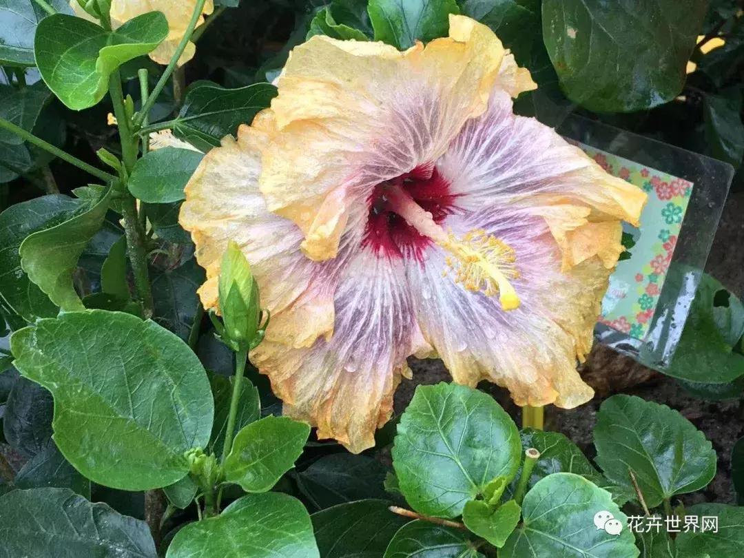 香港花卉艺术展,共赴盛会活动