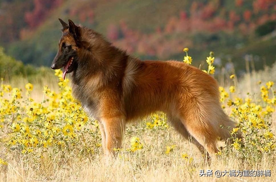 边境牧羊犬颜值高吗,颜值最高的牧羊犬