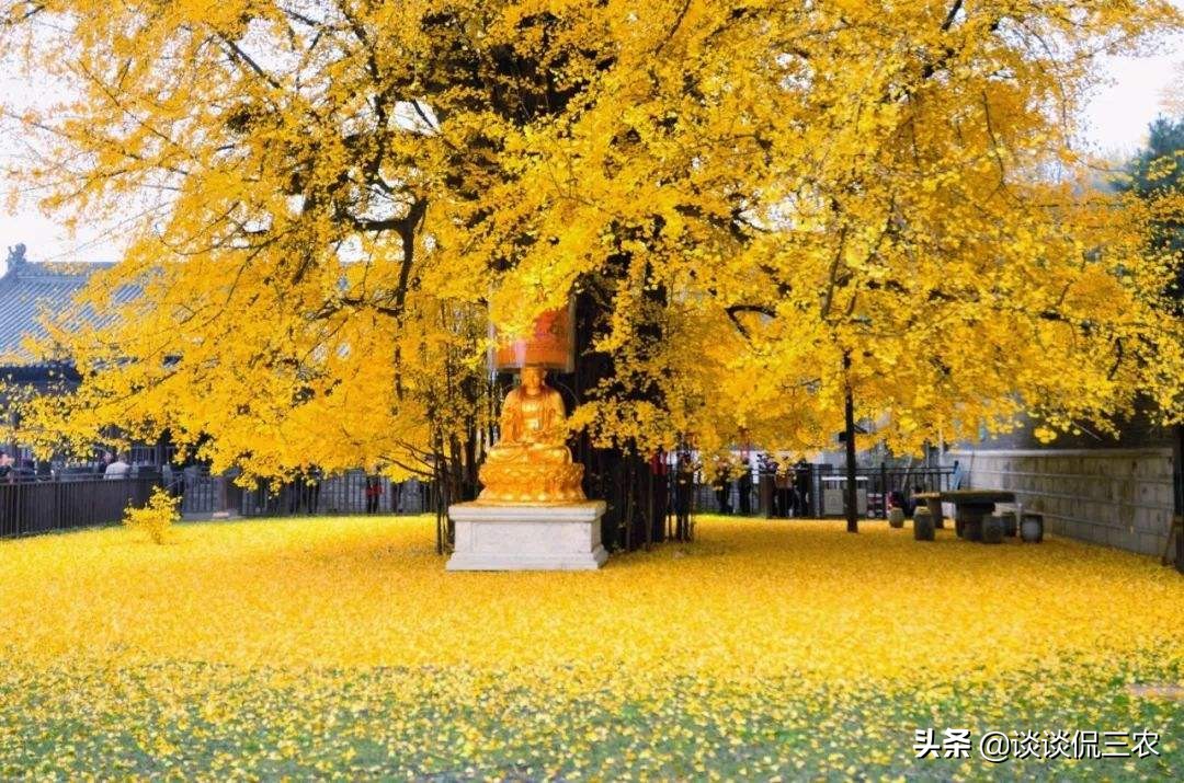 银杏为什么价格会暴跌,银杏为何一跌再跌