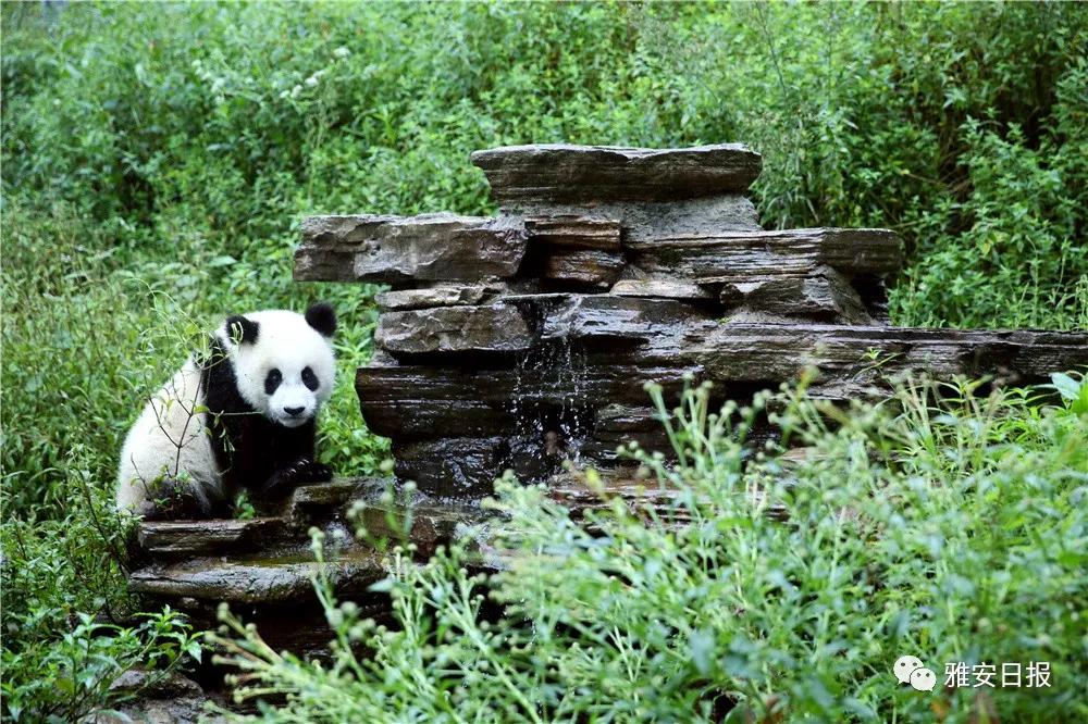 来雅安旅游,雅安二郎山休闲特色民宿