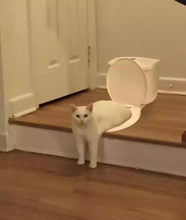 测测你上厕所姿势,拉粑粑正确姿势