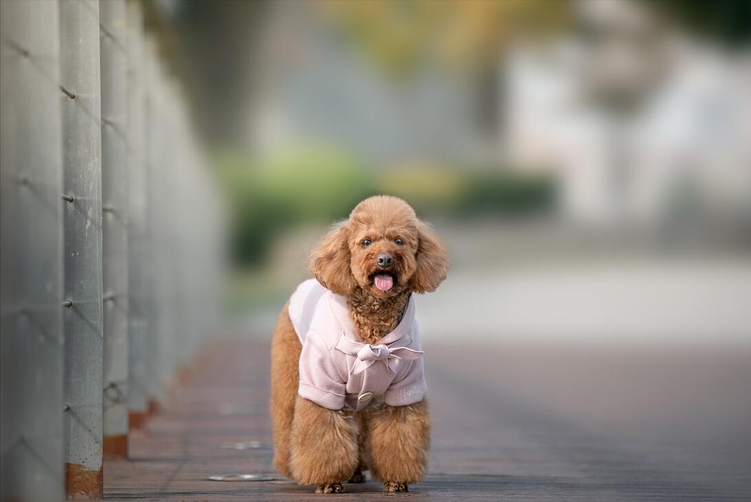 新手养泰迪犬要注意些什么,养泰迪犬需要注意啥