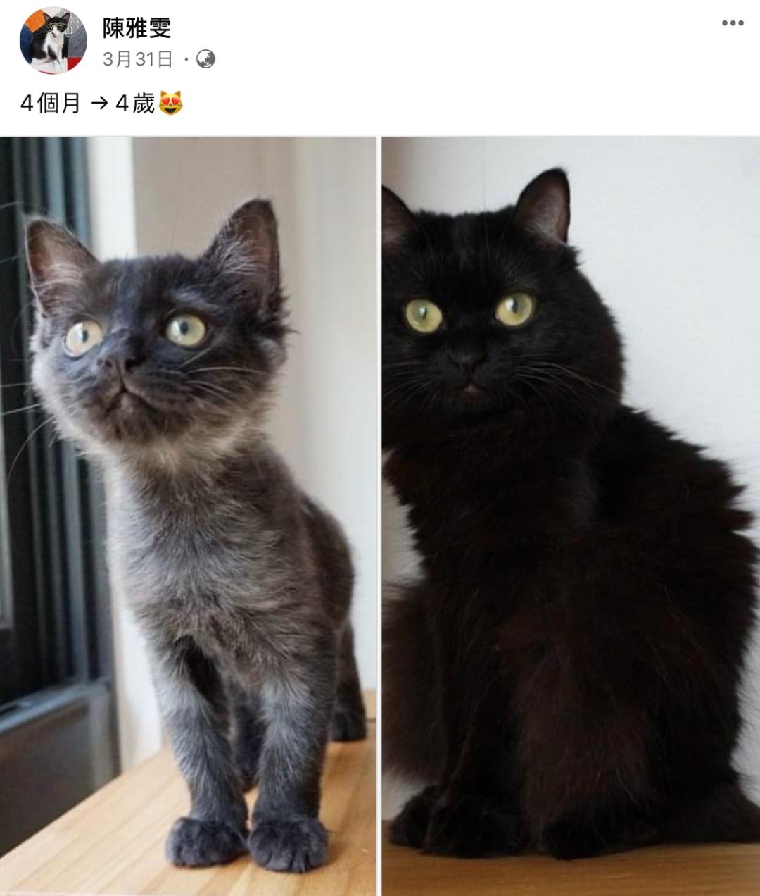 在路上捡回来的流浪猫给它洗澡,救助的流浪猫生病自己无能为力