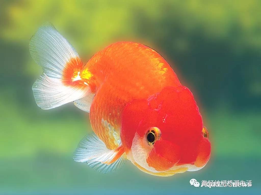 光影魔术手美化人像,光影魔术手如何批量处理美化照片