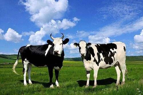 通过二次配方注册的韩国奶粉,通过注册制的奶粉