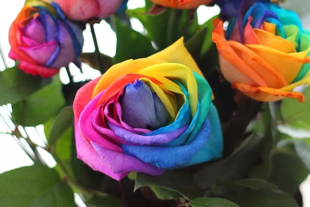 花店常用玫瑰花品种大全,一篇文章带你认识三亚40种花