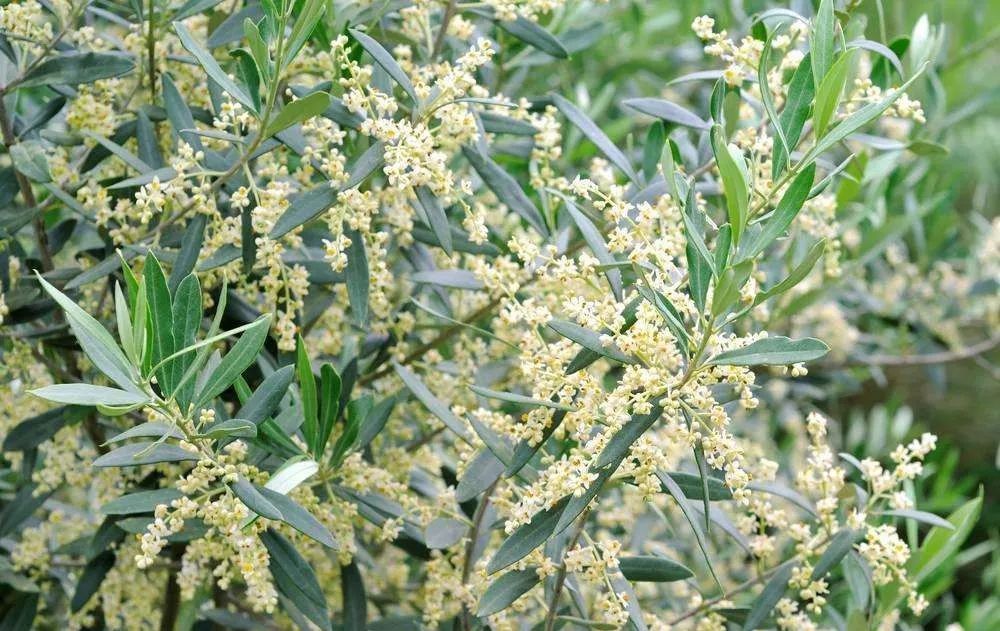 世界各国国花国树大全,世界地图及各国国花